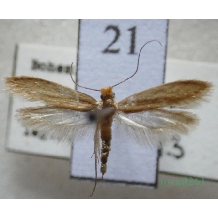 Tineola bisselliella (Hummel, 1823) Mól włosienniczek Czech21